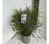 Ceanothus thyr. 'Millerton Point' - Fleur en sac | 60-70 cm en pot
