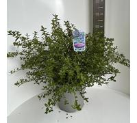 Ceanothus thyr. 'Repens' - Fleur en sac | 50-60 cm en pot