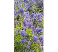 Ceanothus x arboreus 'Concha' / Lilas de Californie/Conteneur de 3 à 4 litres/Arbuste persistant