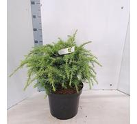 Cedrus deod. « Golden Horizon » - Cèdre doré de l'Himalaya | 30-40 cm en pot