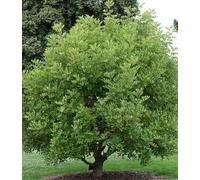 Ceratonia caroubier : 6 l 140-150 cm