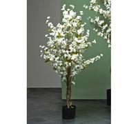 Cerisier à fleurs blanches 120 cm. 120 cm
