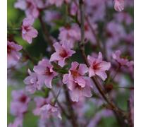 Cerisier des Kouriles - Prunus nipponica 'Ruby' | 60-80 cm en conteneur
