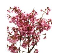 Cerisier d'ornement Prunus Okame 100 - 125 cm