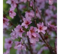 Cerisier du japon - prunus nipponica 'ruby' - 60-80 cm pot