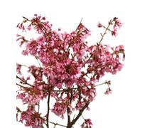 Cerisier ornemental à haute tige Prunus Okame 100 - 125 cm greffé sur tige