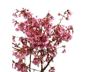 Cerisier ornemental à haute tige Prunus Okame 80 - 100 cm greffé sur tige