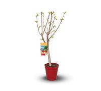 Cerisier – Prunus avium - arbre fruitier – variété compacte - ↕ 80-90 cm – ⌀ 20 cm