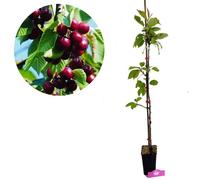 Cerisier - Prunus avium 'Kordia' - gros fruits rouge foncé - floraison rose pâle - pot 11 cm