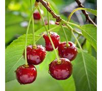 Cerisier Prunus avium Regina, cerisier rouge, arbre fruitier, Ø21cm, hauteur