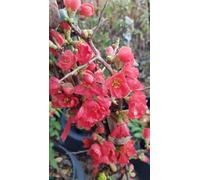 Chaenomeles speciosa 'Falconnet Charlet' / Cognassier du Japon rose saumon/Conteneur de 3 à 4 litres