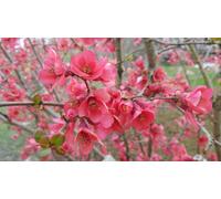 Chaenomeles speciosa 'Umbilicata' / Cognassier du Japon rose