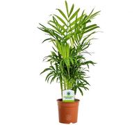 Chamaedorea Elegans - 1 Plante - Palmier d'Intérieur en pot Vivant pour la Maison ou le Bureau