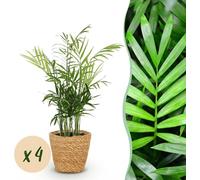 Chamaedorea elegans - Golden Palm - Plante pour animaux de compagnie - Vert - 4 Plantes - avec Panier - 15cm - Ø12cm - Plante d'intérieur - Ensemble complet - Plante avec pot