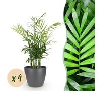 Chamaedorea elegans - Golden Palm - Plante pour animaux de compagnie - Vert - 4 Plantes - avec Potter Grey - 15cm - Ø12cm - Plante d'intérieur - Ensemble complet - Plante avec pot