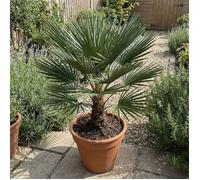 Chamaerops Humilis Vulcano - Palmier nain - Plante de Jardin - Rustique - P. 24 cm