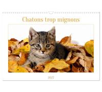 Chatons trop mignons (Calendrier mural 2027 DIN A3 vertical), CALVENDO calendrier mensuel: Les premières semaines des chatons