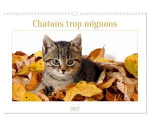 Chatons trop mignons (Calendrier mural 2027 DIN A3 vertical), CALVENDO calendrier mensuel: Les premières semaines des chatons