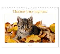 Chatons trop mignons (Calendrier mural 2027 DIN A4 vertical), CALVENDO calendrier mensuel: Les premières semaines des chatons