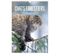 Chats forestiers (Calendrier mural 2027 DIN A3 horizontal), CALVENDO calendrier mensuel: Chaque mois un magnifique et exceptionnel portrait de félins farouches