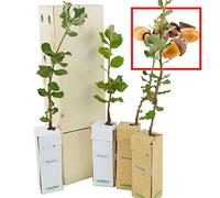 Chêne Vert | Arbre d’Ornement de Petite Taille | Arbre Forestier | Idée Cadeau | Jeune Pousse de 30 cm Reçue dans une Caisse en Bois Réutilisable | Pack 4 Unités