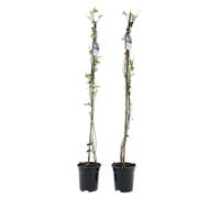 Chèvrefeuille grimpante, taille XXL, 110 à 120 cm, Lonicera résistante au froid, en pot de 17 cm, très parfumée, pour tuteur et pergola, rouge/jaune, « American Beauty »
