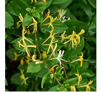 Chèvrefeuille - Lonicera japonica Halliana 70cm