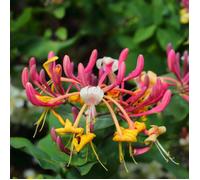 Chèvrefeuille - Lonicera japonica Red World 70cm
