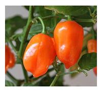 Chili Orange Habanero - Piment Orange Habanero - 30 graines