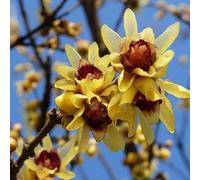 Chimonanthus praecox, également appelé "fleur d'hiver chinoise" | Hauteur : 60-80 cm en pot