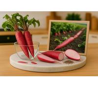 Chine Rose Radis Heirloom Seeds - non OGM - Non traité - pollinisation libre (~ 250 graines)
