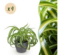 Chlorophytum comosum Bonnie - Curly Grass Lily - Pet-Friendly Plant - Green - 4 Plants - avec Potter Grey - 20cm - Ø12cm - Plante d'intérieur - Ensemble complet - Plante avec pot