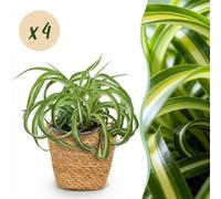 Chlorophytum comosum Bonnie - Curly Grass Lily - Pet-Friendly Plant - Green - 4 Plants - with Basket - 20cm - Ø12cm - Plante d'intérieur - Ensemble complet - Plante avec pot