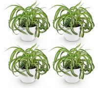 Chlorophytum Comosum « Bonnie » - Lot de 4 plantes d'intérieur en pot blanc