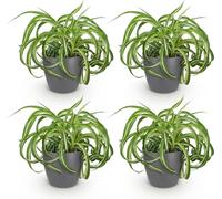 Chlorophytum comosum « Bonnie » - Lot de 4 plantes d'intérieur en pot gris