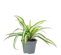 Chlorophytum Comosum Variegata Plante d'intérieur facile d'entretien Hauteur env. 15 cm Diamètre du pot 6 cm