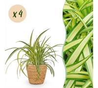 Chlorophytum comosum Variegatum - Lys coloré - Plante pour animaux de compagnie - Vert - 4 Plantes - avec Panier - 20cm - Ø12cm - Plante d'intérieur - Ensemble complet - Plante avec pot