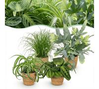 Chlorophytum - Cyperus - Phlebodium - Marantha - Mélange de 4 - Plantes pour animaux - Vert - 4 Plantes - avec Panier - 25cm - Ø12cm - Plante d'intérieur - Ensemble complet - Plante avec pot