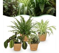 Chlorophytum - Maranta - Calissia - Nephrolepsis - Mélange de 4 - Plantes pour animaux de compagnie - Vert - 4 Plantes - avec Panier - 25cm - Ø12cm - Plante d'intérieur - Ensemble complet - Plante ave
