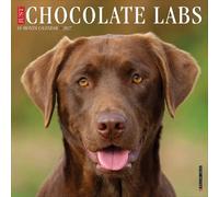 Willow Creek Press, Just Chocolate Labs Calendrier mural 2027