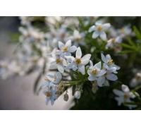 Choisya tern. 'Aztec Gold'® - Fleur d'oranger 50- 60 cm Conteneur