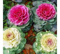 Chou mixte décoratif Brassica Oleracea Brassicas Chou Décoratif Graines 30+ Fleur végétale Bio pour Bonsaï Jardin Maison