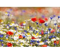 Cioler Seed House - Graines de fleurs sauvages rares Mélange de fleurs Mélange amical pour les abeilles et les abeilles (Typ 1)