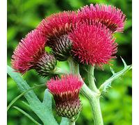Cirsium Atropurpureum - Chardon Plume | Plantes Vivaces d'Extérieur Prêtes pour le Jardin