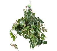 Cissus rhombifolia « Ellen Danica » Ø17cm, 70cm, plante grimpante facile