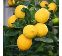 Citron doux arbre 2 ans en pot hauteur 120 cm + engrais