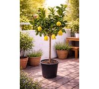 Citron « Main de Bouddha » 130–170 cm – Agrume exotique, parfumé, résistant au froid sous certaines conditions, citronnier pour le jardin, le balcon ou en pot