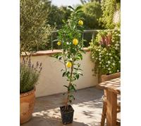 Citronnier 120–140 cm Citrus limon Fino 49, véritable petit citronnier, agrume méditerranéen, jeune arbre à tronc, résistant au froid
