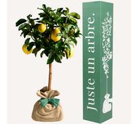 Citronnier des 4 saisons - idée cadeau