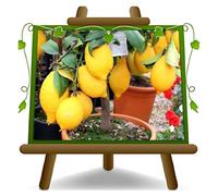 Citronnier 'Lunario', un arbre fruitier de la famille des agrumes, hauteur 180 cm, planté dans un pot de 35 cm de diamètre